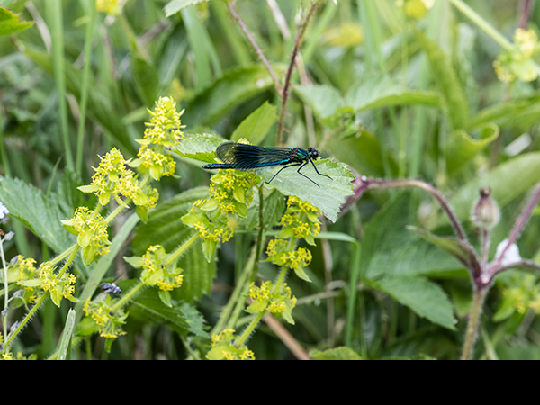 Calopteryx splendens, Banded Demoiselle, male