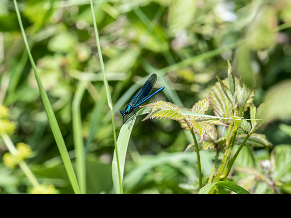 Calopteryx splendens, Banded Demoiselle, male