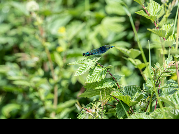 Calopteryx splendens, Banded Demoiselle, male