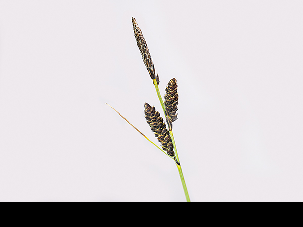 Carex nigra, Common Sedge