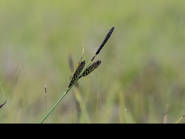 Carex nigra, Common Sedge