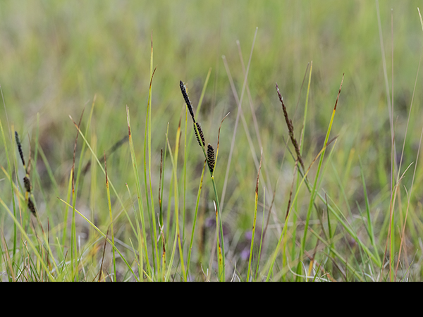 Carex nigra, Common Sedge
