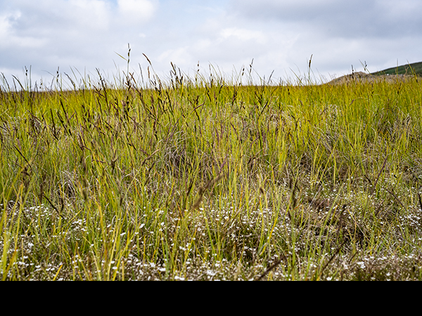 Carex nigra, Common Sedge