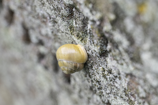 Cepaea hortensis, White-lipped Snail