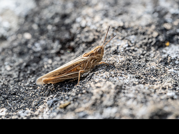 Chorthippus brunneus, Field Grasshopper