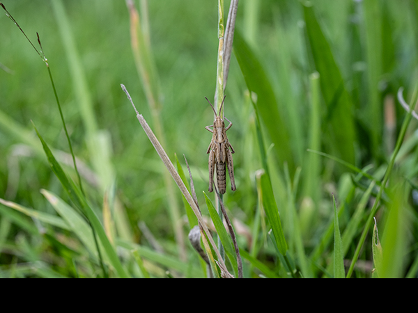Chorthippus brunneus, Field Grasshopper