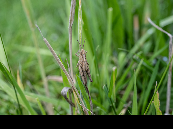 Chorthippus brunneus, Field Grasshopper