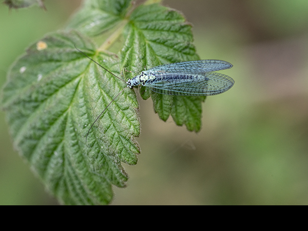 Chrysopa perla, Pearly Green Lacewing