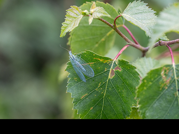 Chrysopa perla, Pearly Green Lacewing