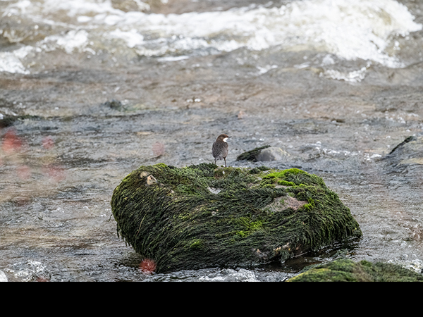 Cinclus cinclus, Dipper
