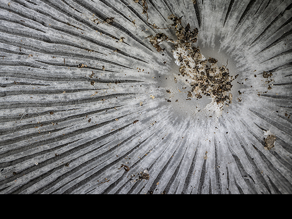 Coprinopsis lagopus, Hare’s foot Inkcap
