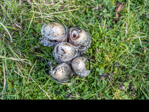 Coprinus comatus, Shaggy Inkcap