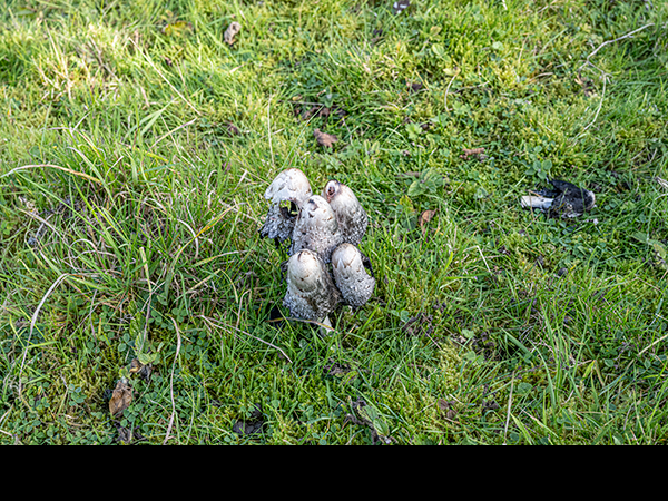 Coprinus comatus, Shaggy Inkcap