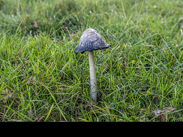 Coprinus comatus, Shaggy Inkcap