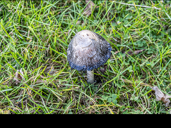 Coprinus comatus, Shaggy Inkcap