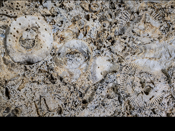 Coral fossils in limestone