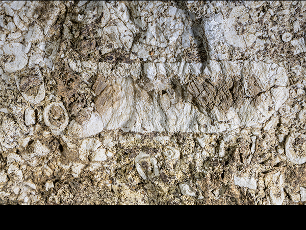 Coral fossils in limestone