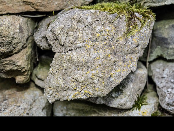Coral fossils in limestone