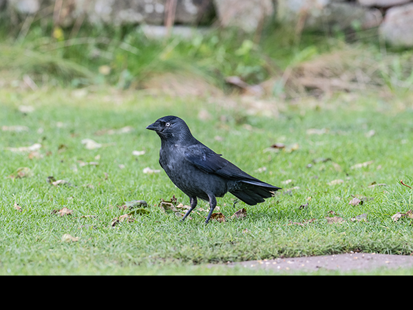 Coloeus monedula, Corvus monedula, Jackdaw