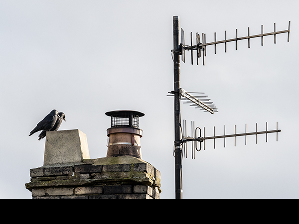Coloeus monedula, Corvus monedula, Jackdaw