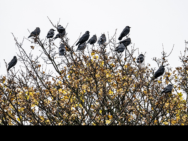 Coloeus monedula, Corvus monedula, Jackdaw
