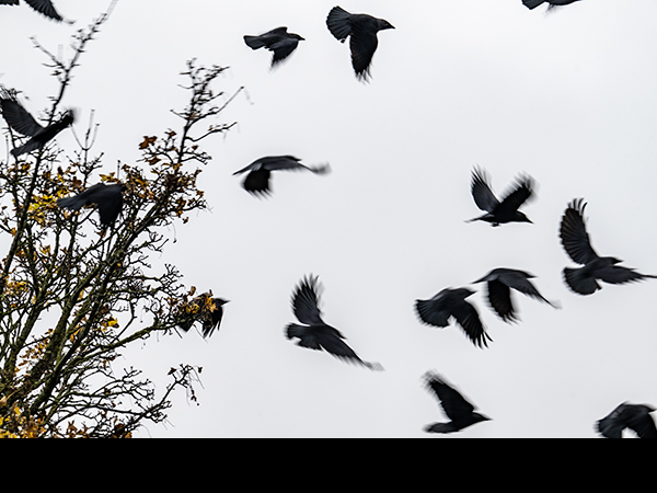 Coloeus monedula, Corvus monedula, Jackdaw