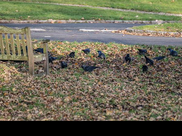 Coloeus monedula, Corvus monedula, Jackdaw