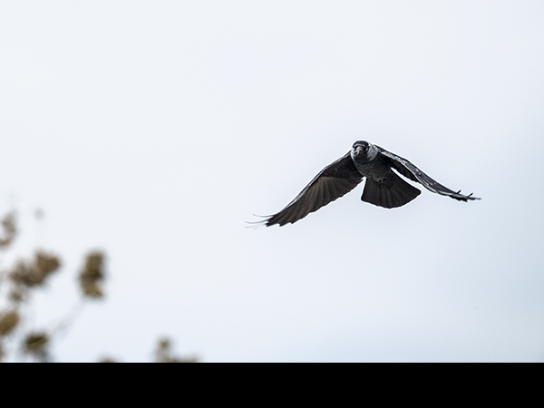 Coloeus monedula, Corvus monedula, Jackdaw