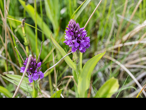 Dactylorhiza purpurella, Northern Marsh Orchid