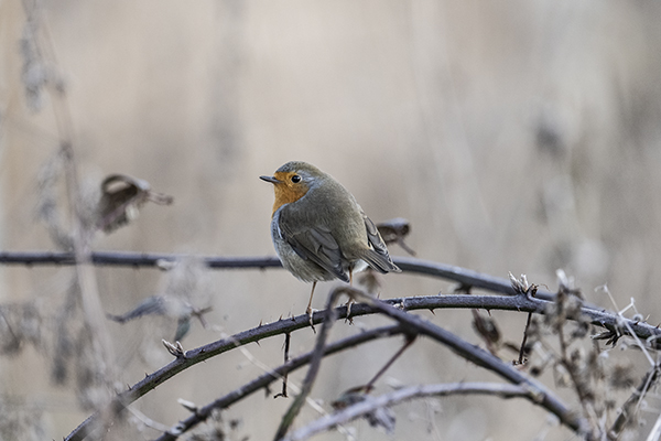 Erithacus rubecula, Robin