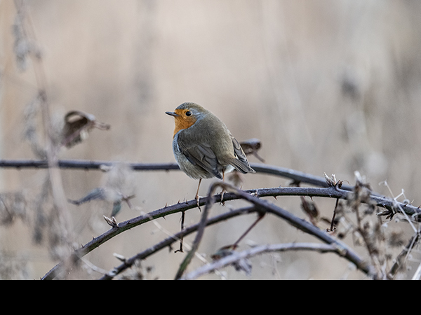 Erithacus rubecula, Robin