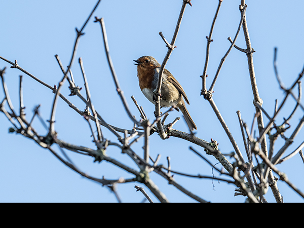 Erithacus rubecula, Robin in apple tree