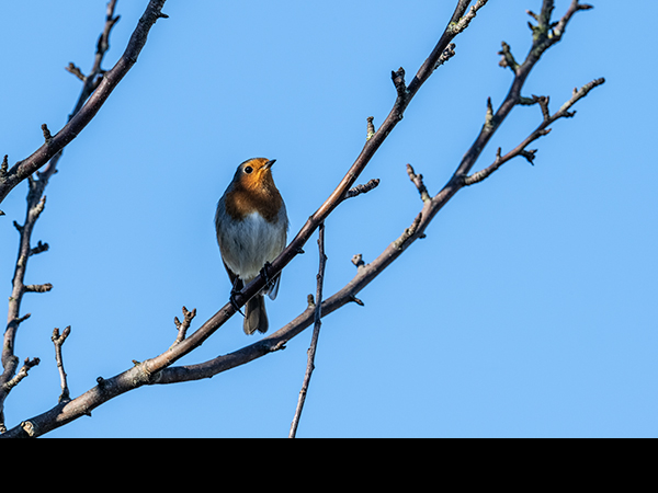 Erithacus rubecula, Robin