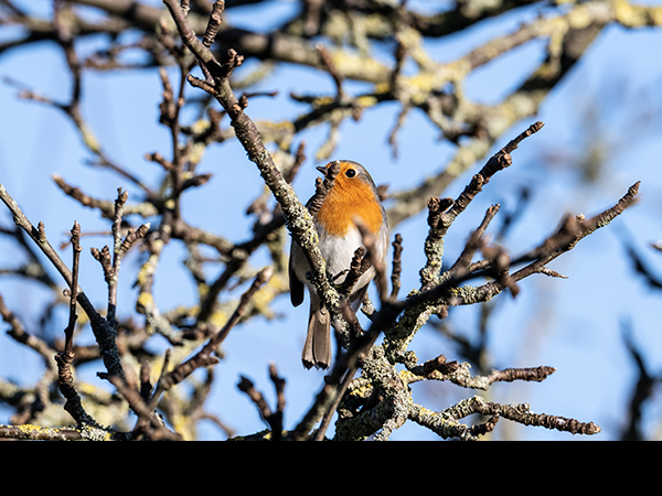 Erithacus rubecula, Robin