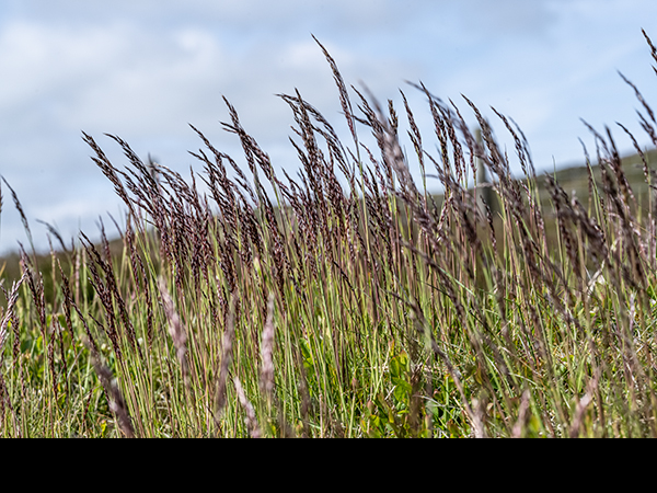Festuca ovina, Sheep's Fescue