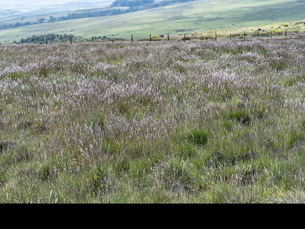 Festuca ovina, Sheep's Fescue