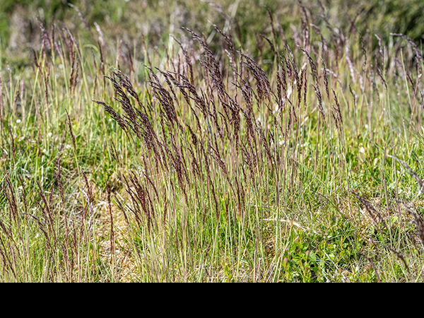 Festuca ovina, Sheep's Fescue