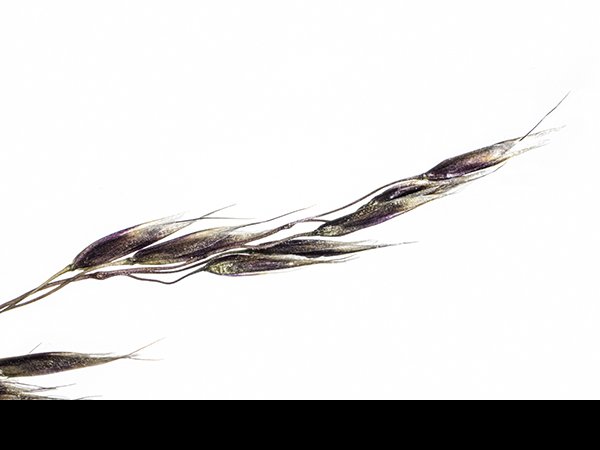 Festuca ovina, Sheep's Fescue