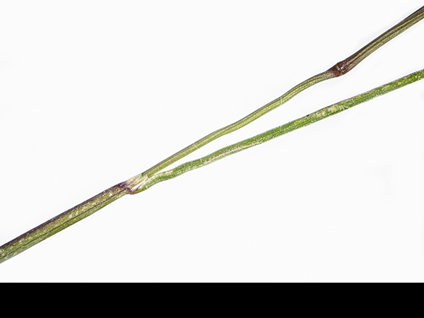 Festuca ovina, Sheep's Fescue