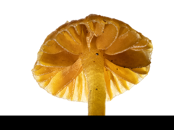 Galerina hypnorum, Dwarf Bell, gills