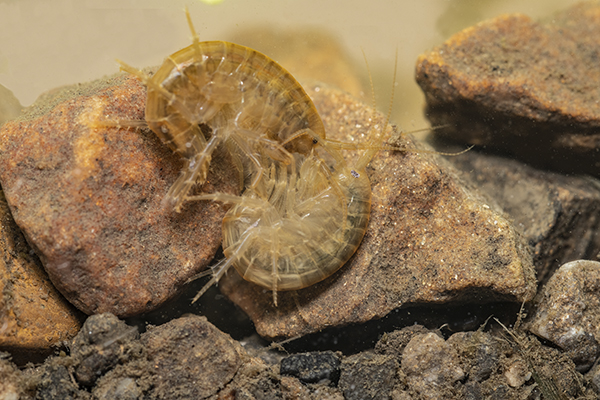 Gammarus pulex, Freshwater shrimp