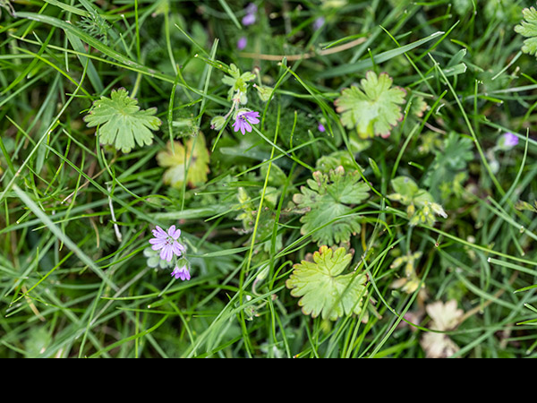 Geranium pyrenaicum, Mountain Cranesbill