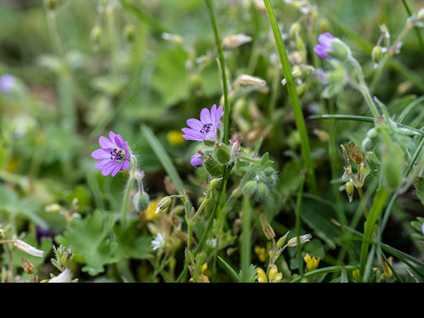 Geranium pyrenaicum, Mountain Cranesbill