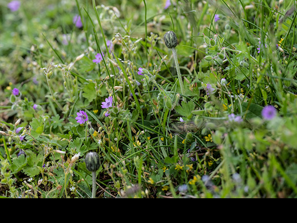 Geranium pyrenaicum, Mountain Cranesbill