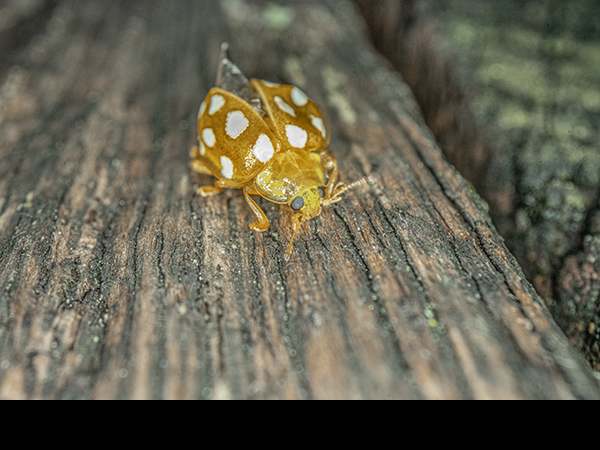 Halyzia sedecimguttata, Orange Ladybird