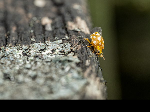 Halyzia sedecimguttata, Orange Ladybird