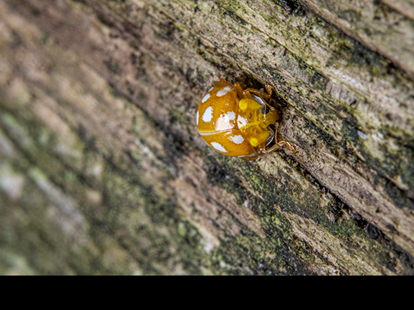 Halyzia sedecimguttata, Orange Ladybird