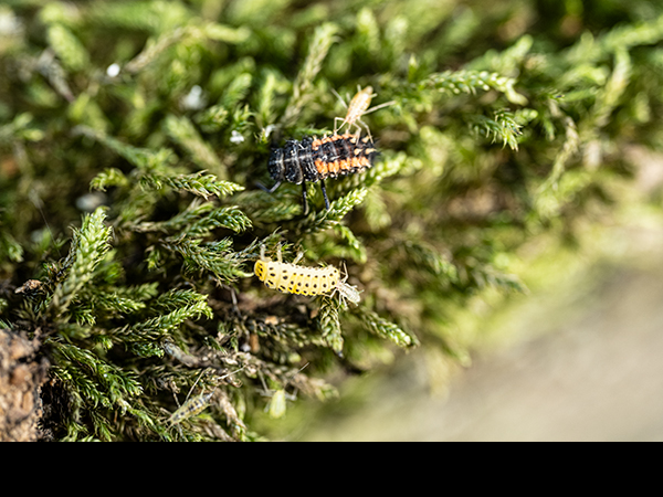 Halyzia sedecimguttata larva