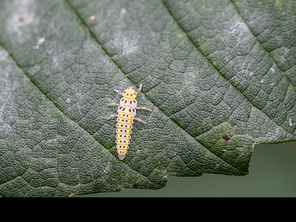 Halyzia sedecimguttata larva