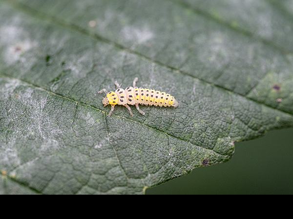Halyzia sedecimguttata larva